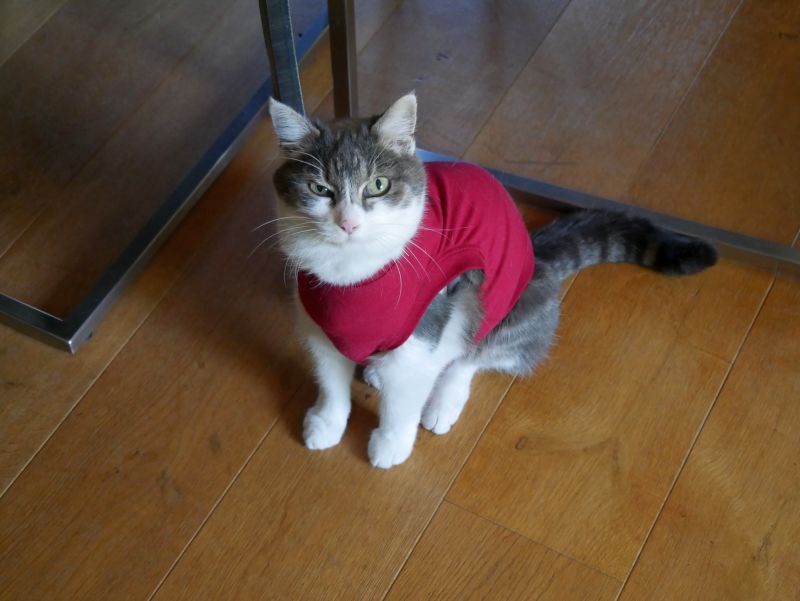 Katze schaut sauer